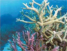 بررسی پراکنش آبسنگ‌های مرجانی سه جزیره کشور