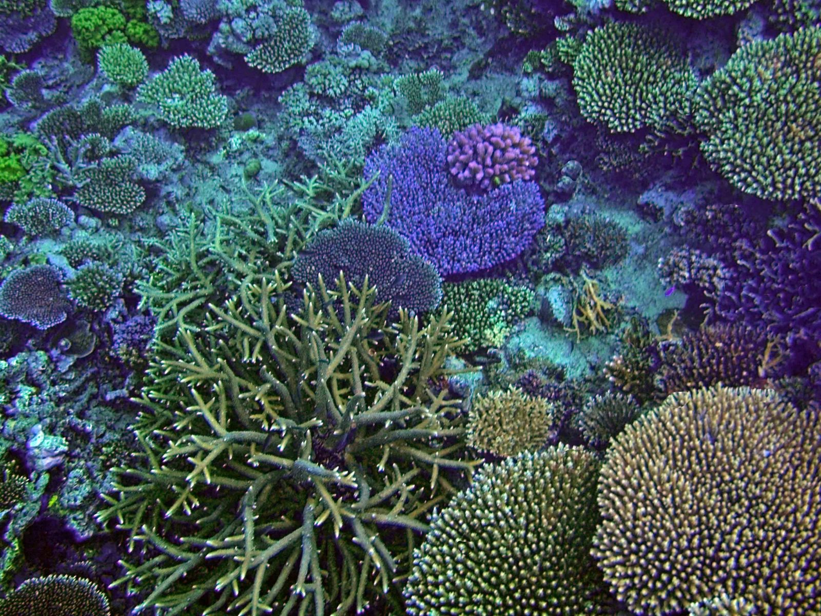 وضعیت مرجان‌های چابهار روز به روز بدتر می‌شود