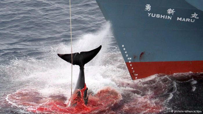 شکار نهنگ‌ها توسط ژاپنی‌ها ممنوع اعلام شد