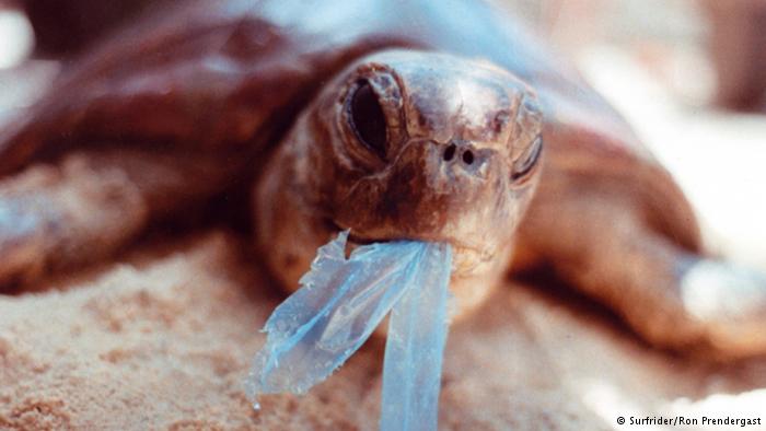 زباله‌های پلاستیکی؛ طناب دار جانوران دریایی