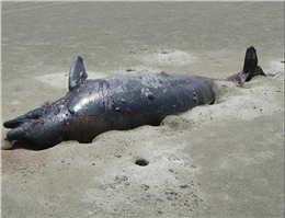 لاشه دو دلفین در ساحل خارگ کشف شد