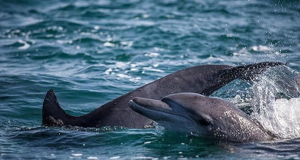 تهدیدی جدی برای دلفین‌های جزیره هنگام