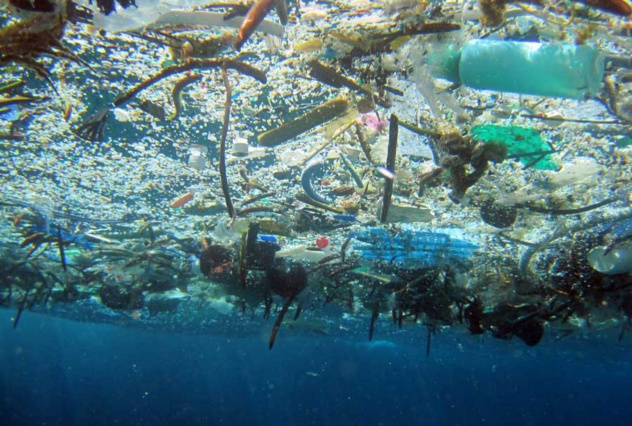 پلاستیک چه بلایی بر سر ماهی‎ها می‎آورد
