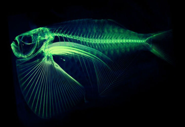 ماهی‎های جهان دیجیتال می‎شوند