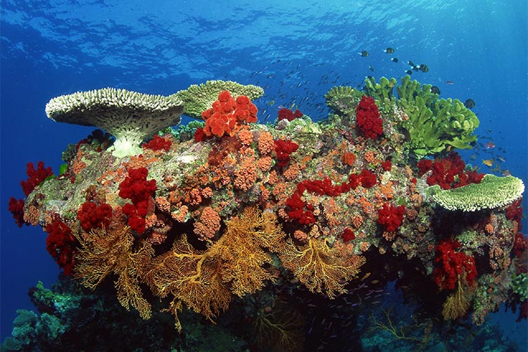 مرجان‎های خارک احیا می‎شوند