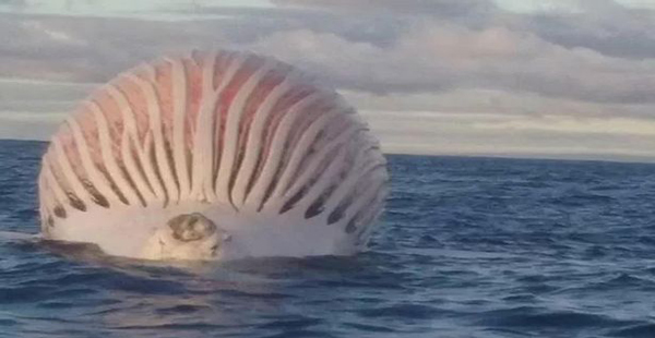 کشف یک موجود غول‌آسا شبیه به موجودات فضایی در دریا