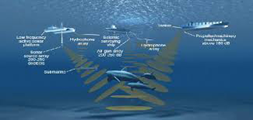 تاثیر آلودگی صوتی بر رفتار پستانداران دریایی