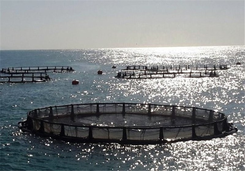 پرورش ماهی در قفس در آب‌های خلیج فارس استان بوشهر