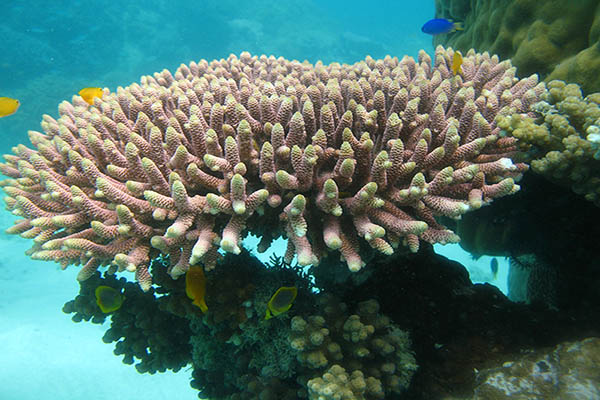 سلامت کامل آبسنگ‌های مرجانی سواحل جزیره خارگ