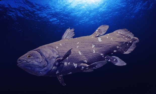 خطر انقراضِ کمیاب ترین ماهی جهان به دلیل حفاری نفتی