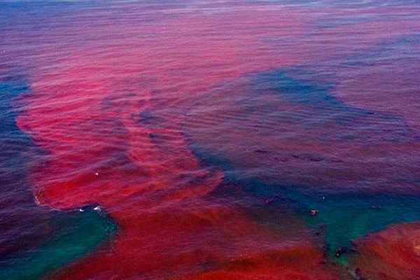 رویت کِشَند قرمز در دریای بزرگ متصل به آب‌های اقیانوسی چابهار